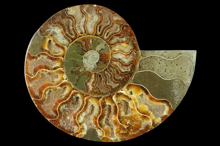 Cut & Polished Ammonite Fossil (Half) - Madagascar #166807